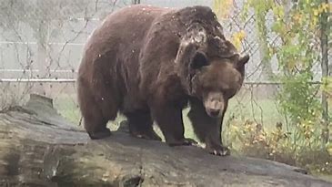 what-is-a-bear-related-to