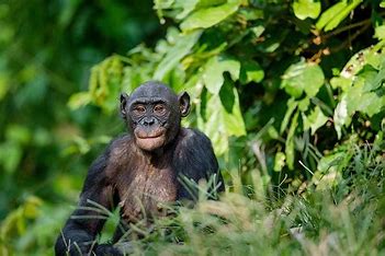 which-pair-of-organisms-is-most-closely-related-to-primates