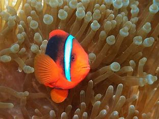 a-scientist-discovers-a-new-organism-that-is-related-to-clownfish