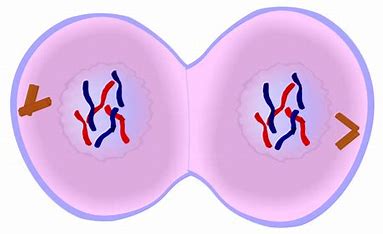which-part-of-the-tulip-do-you-thins-is-related-to-meiosis?