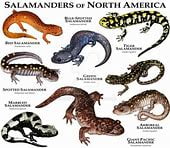 which-group-is most-closely-related-to-amphibians?