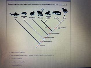 which-pair-of-organisms-is-most-closel-related-to-primates?