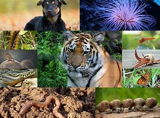which-kingdom-is-most-closely-related-to-animalia