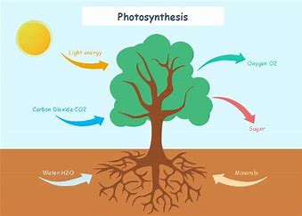 how-is-transpiration-related-to-photosynthesis