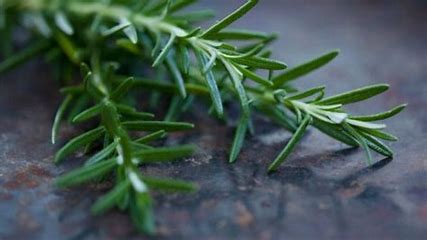 is-rosemary-related-to-pine