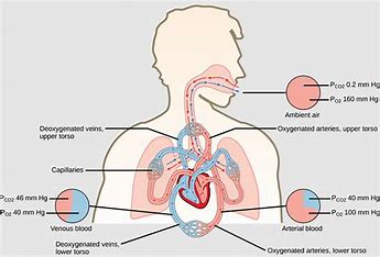the-pressure-required-to-inflate-an-alveolus-is-inversely-related-to: