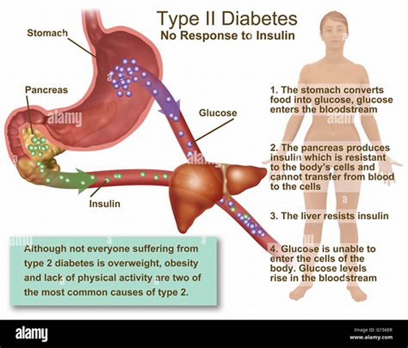 insulin-is-most-directly-related-to-which-function?-movement-feeding-reproduction-homeostasis