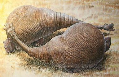 what-is-an-armadillo-related-to