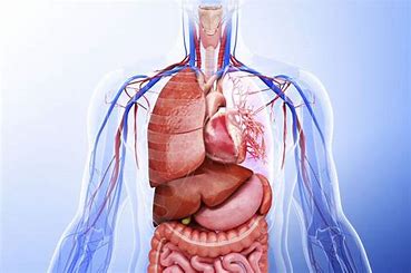 a-group-of-organs-that-work-together-to-perform-related-functions-is-classified-as-a-body