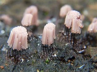 stemonitis-is-a-slime-mold.-which-of-the-following-is-it-most-closely-related-to?