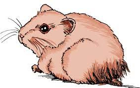 causes-of-hamster-death