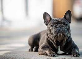 common-causes-of-death-in-french-bulldogs